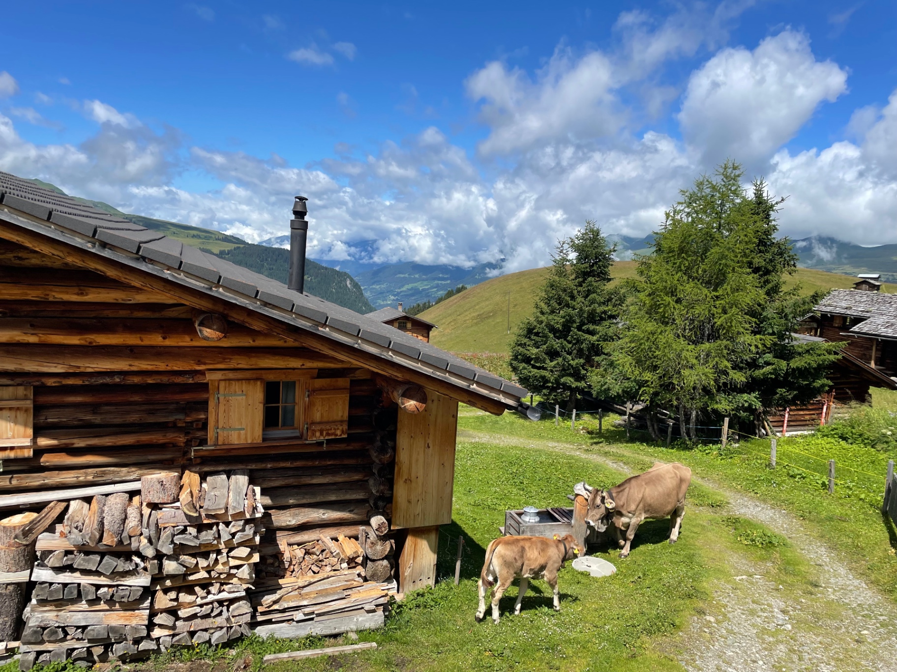 Alphütte mit Kühen