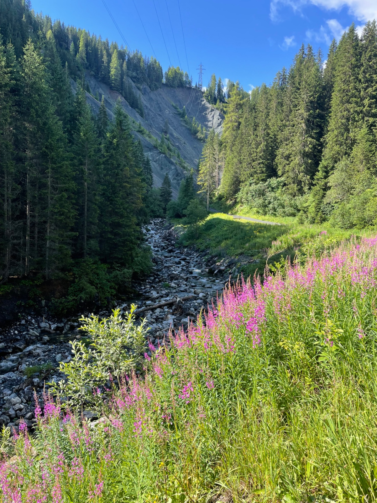 Sommerbach mit Alpenblumen
