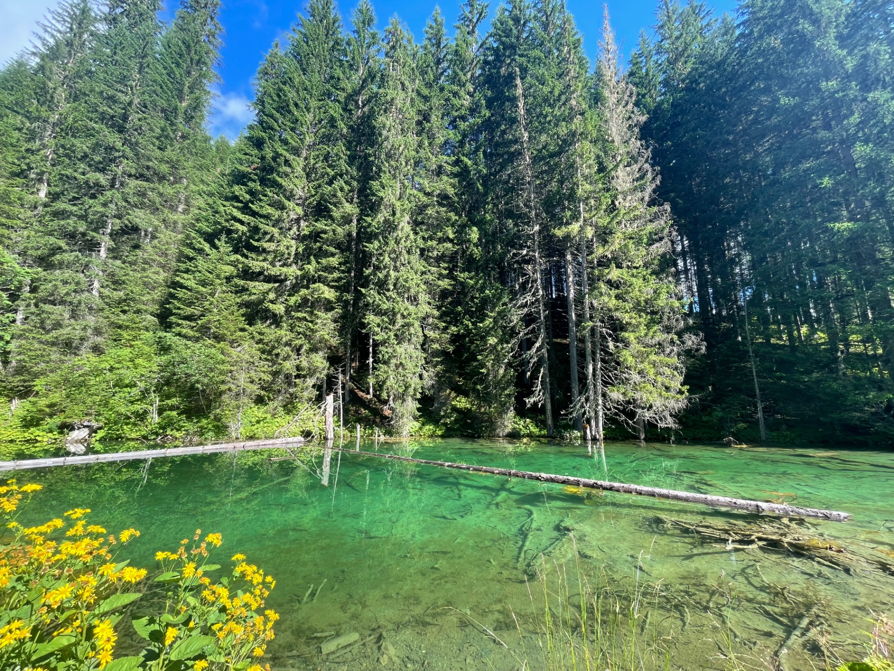 Smaragdgrüner Waldsee